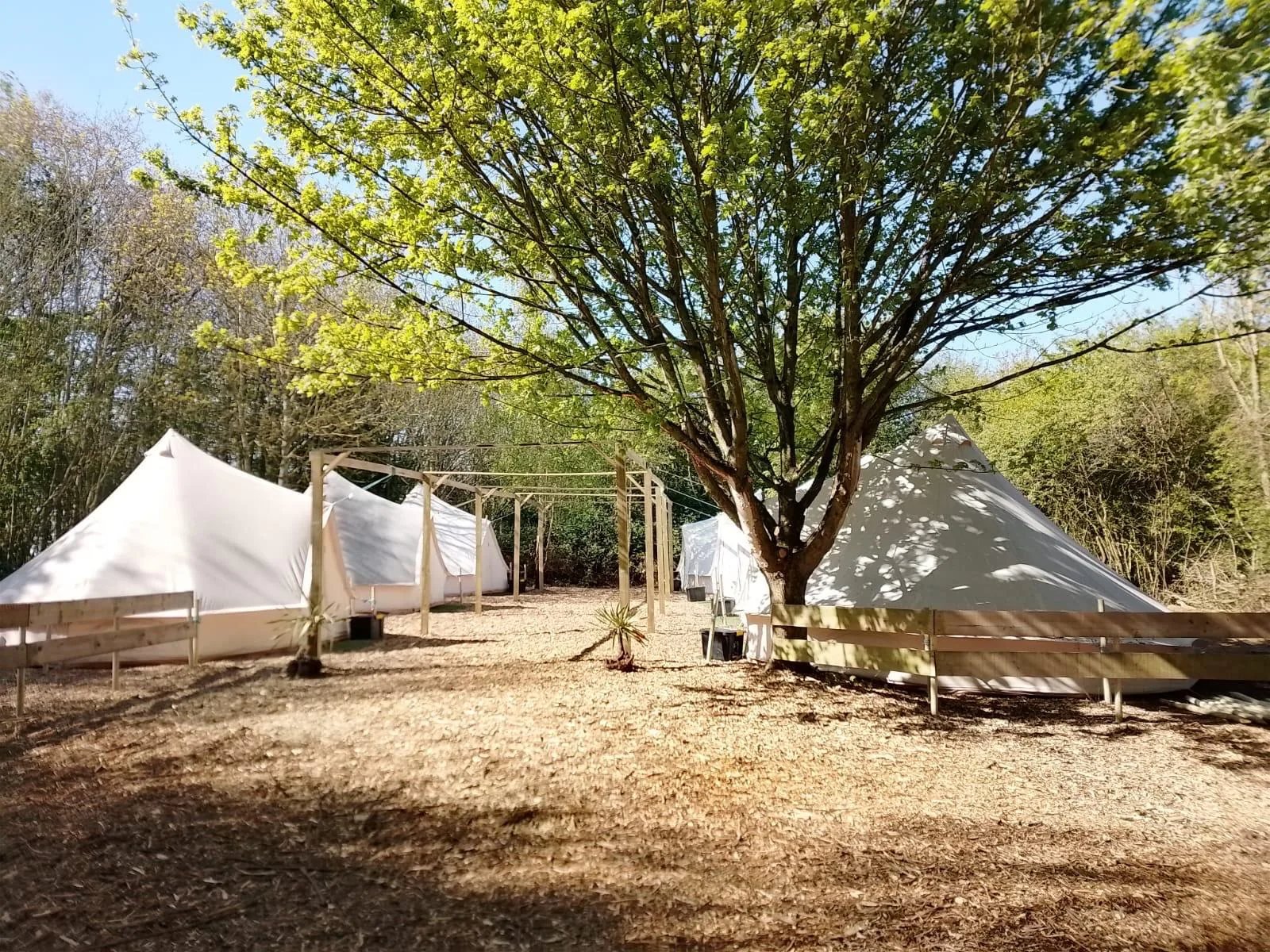 Back 2 Bear residential tents in the woodland